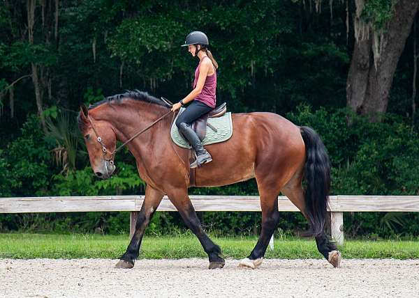 lesson-draft-horse