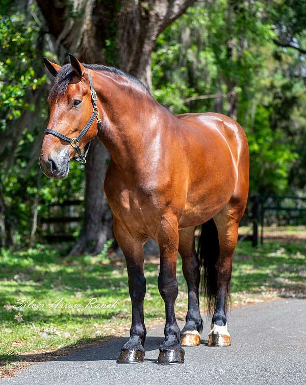 kid-safe-draft-horse