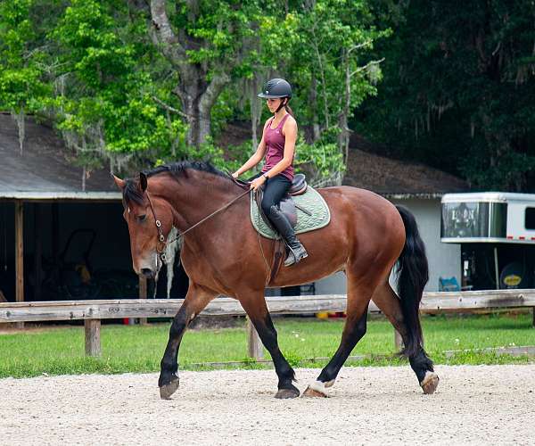 trail-draft-horse