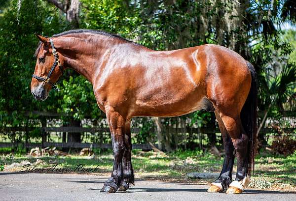 all-around-horse