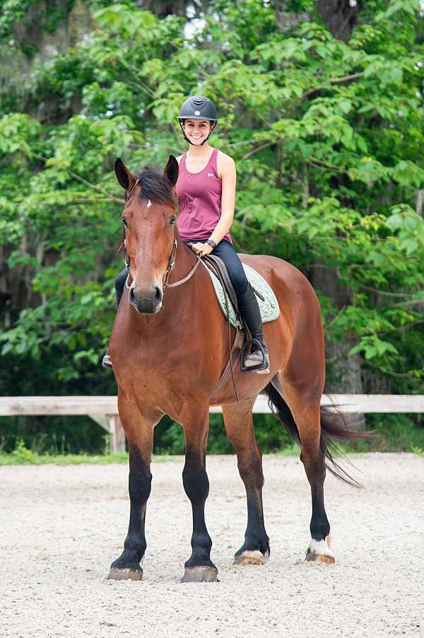 all-around-gelding