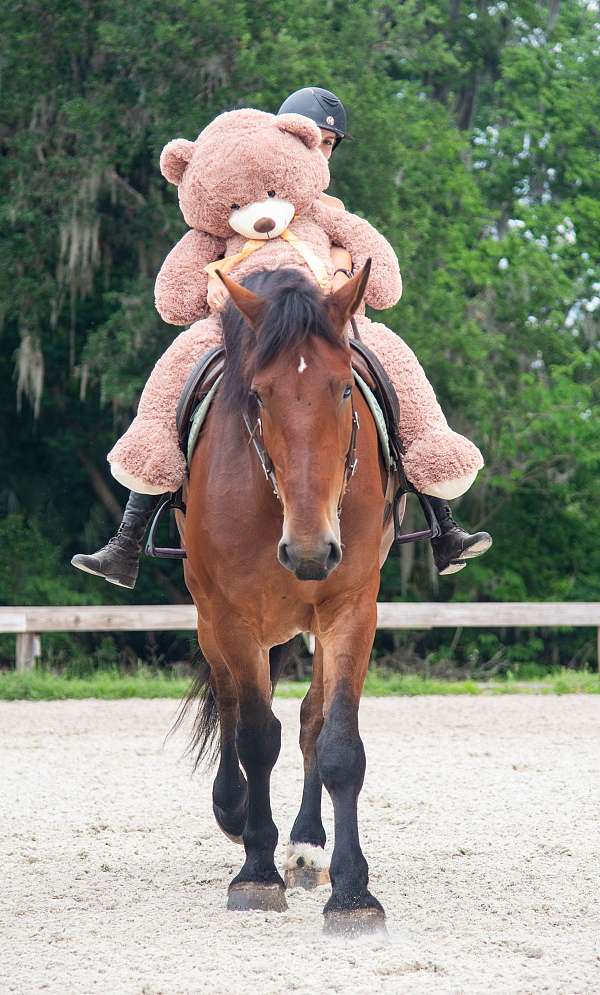 lesson-gelding