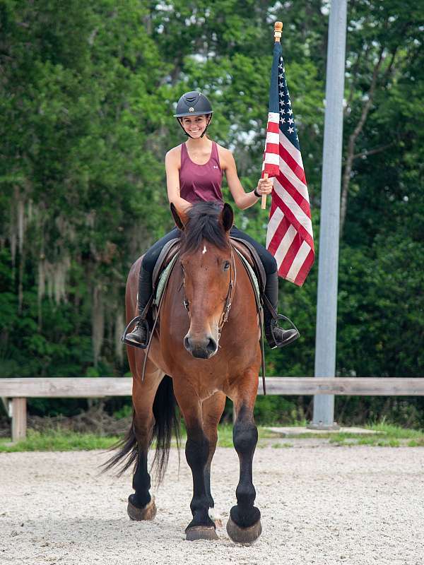 trail-gelding