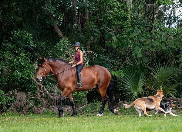 lesson-horse