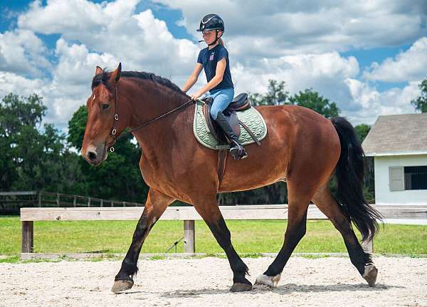 trail-horse