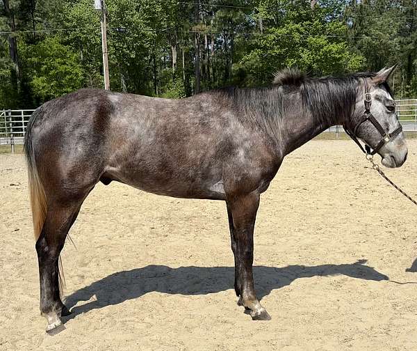 grey-appendix-gelding