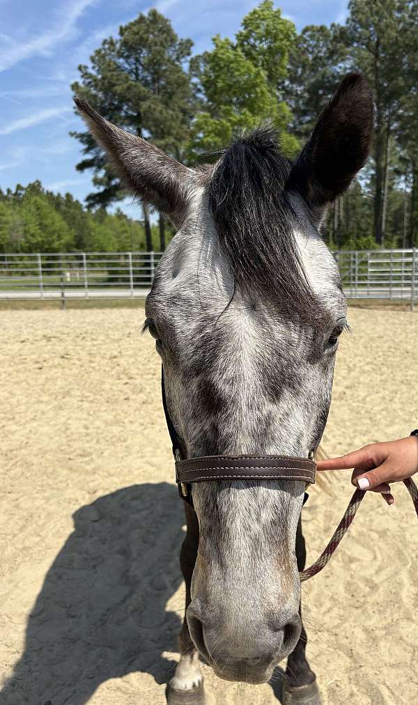 15-hand-appendix-gelding