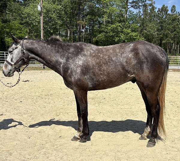 grey-gelding-for-sale