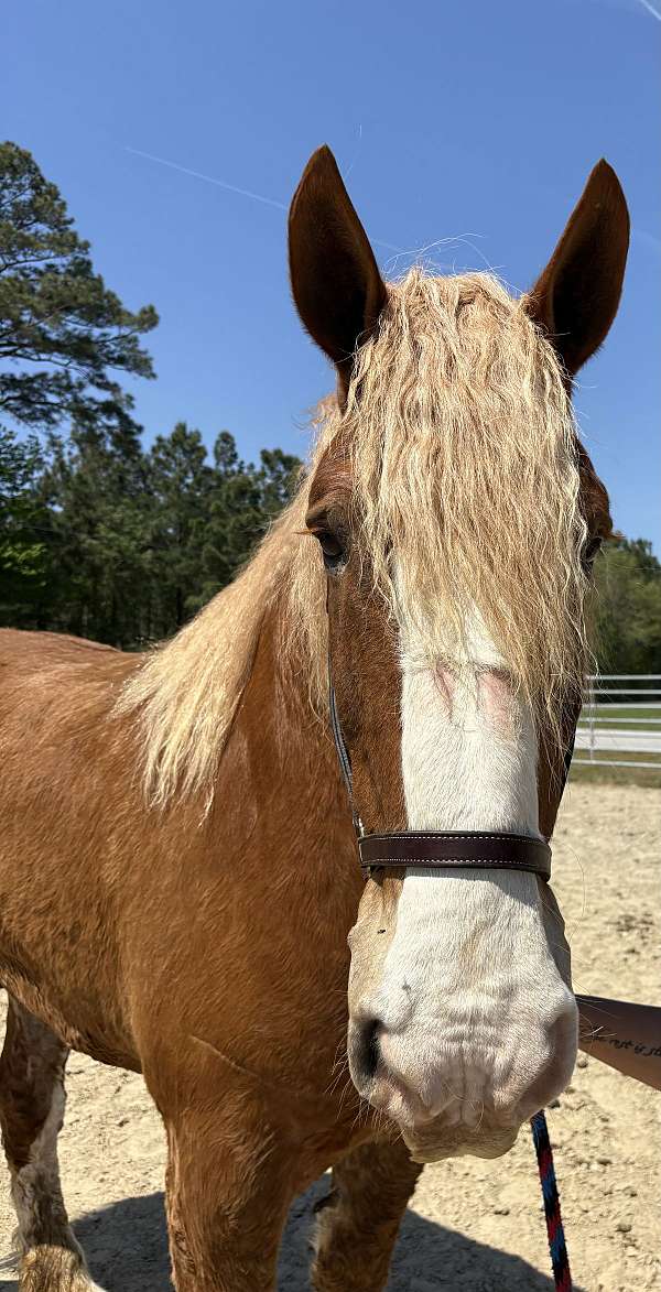 18-hand-belgian-gelding