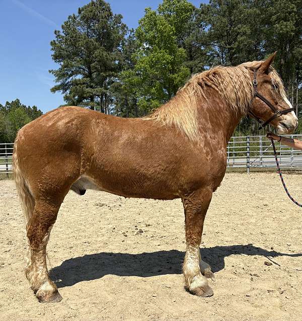 sorrel-gelding-for-sale