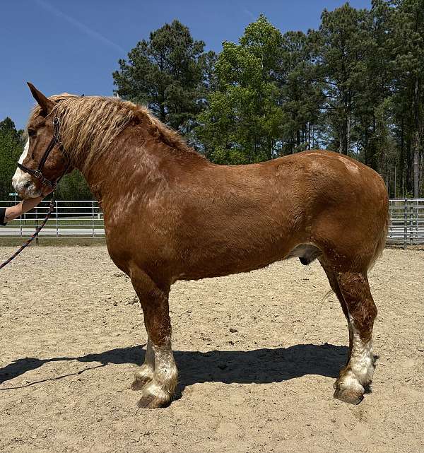 sorrel-belgian-gelding