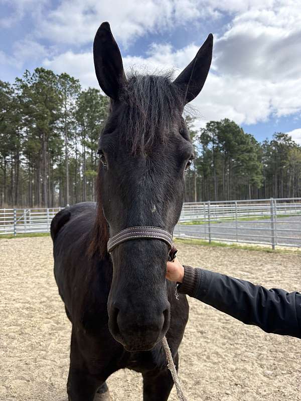 16-hand-draft-mare