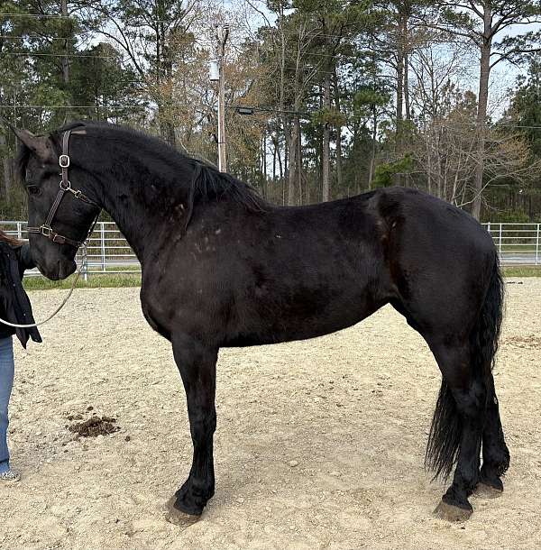 black-mare-for-sale