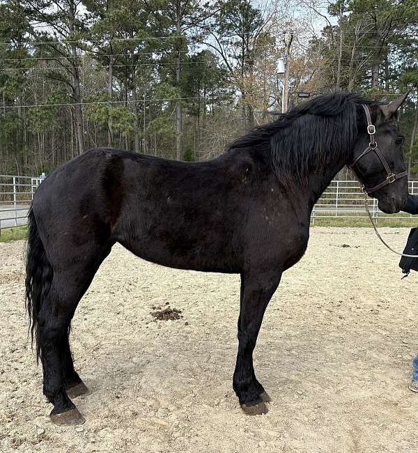 black-draft-mare