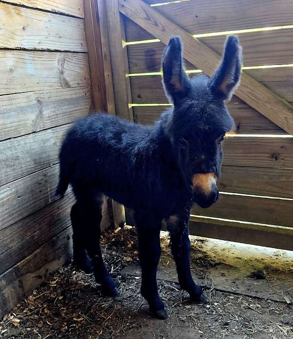 gorgeous-donkey