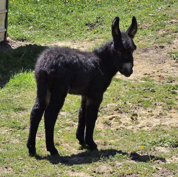 little-one-donkey
