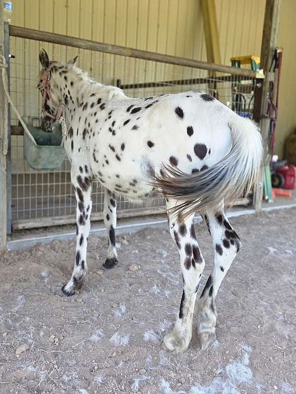 eeaa-appaloosa-horse