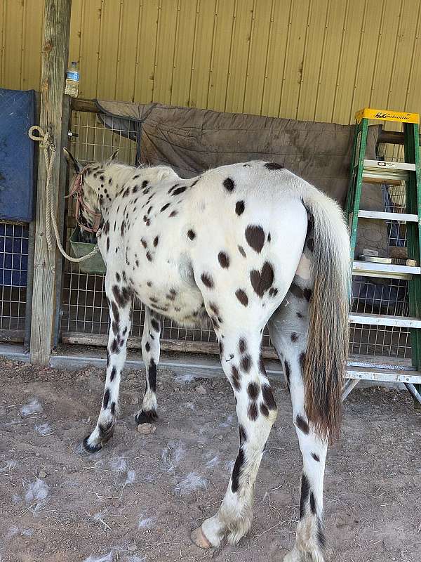 white-with-spots-over-entire-body-horse