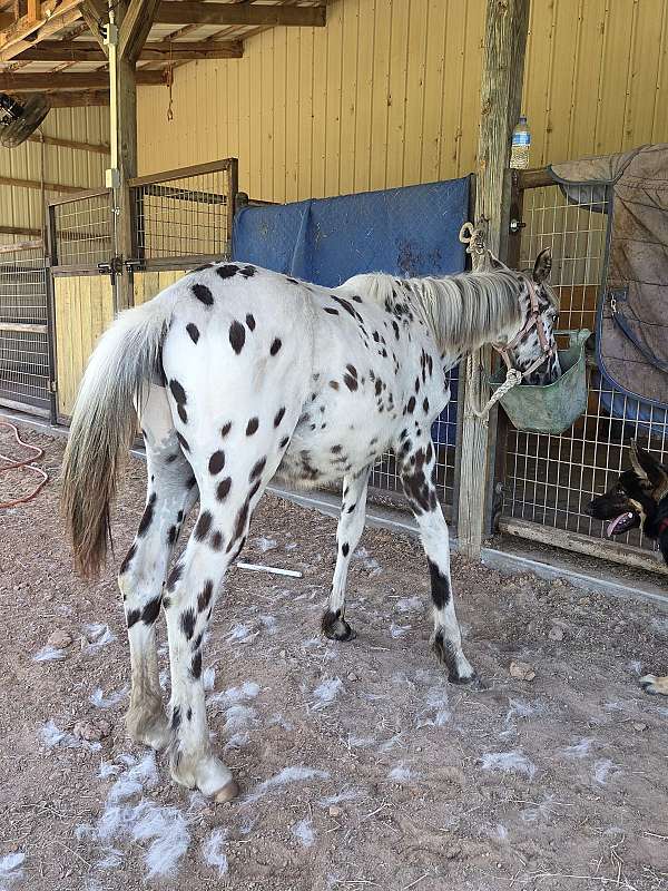 eeaa-horse