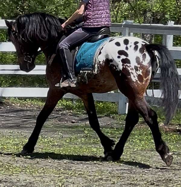warmblood-dressage-prospect-horse