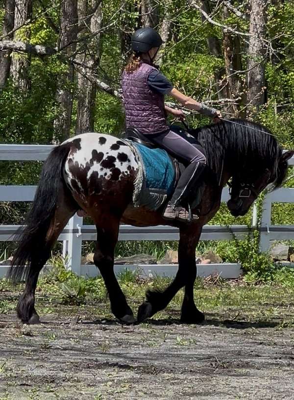 spotted-horse-warmblood