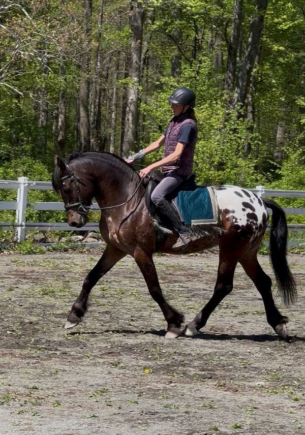 leopard-horse-warmblood