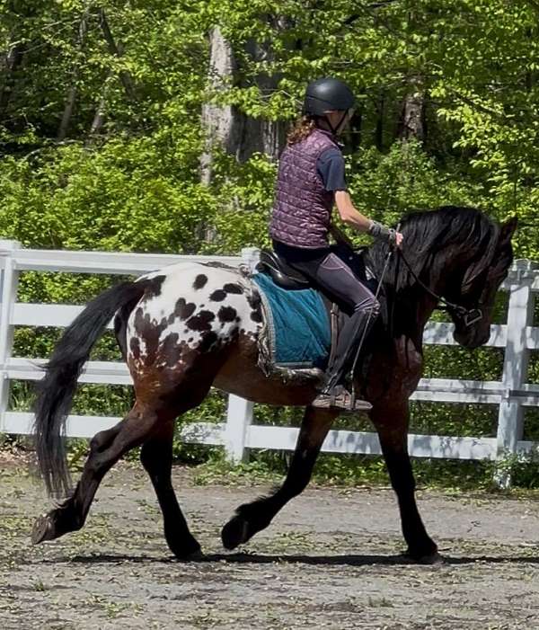 gypsy-vanner-warmblood-horse