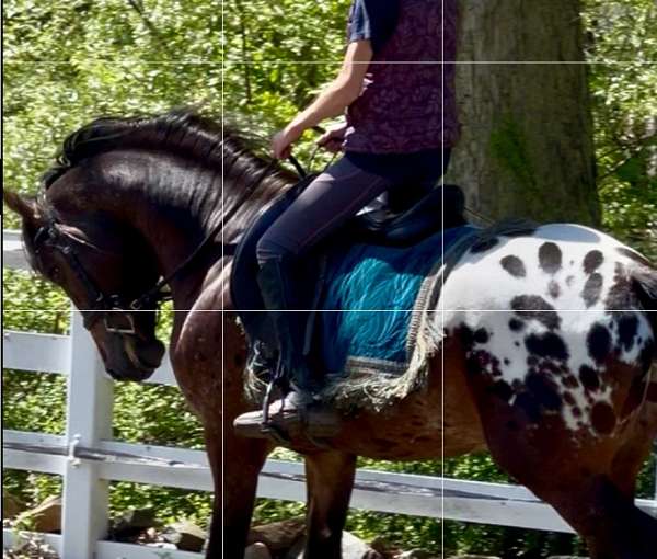 knabstrupper-stallion