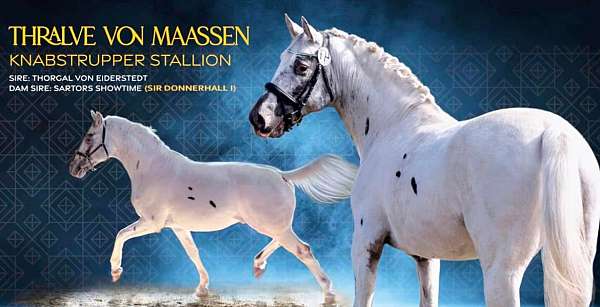 warmblood-dressage-prospect-stallion