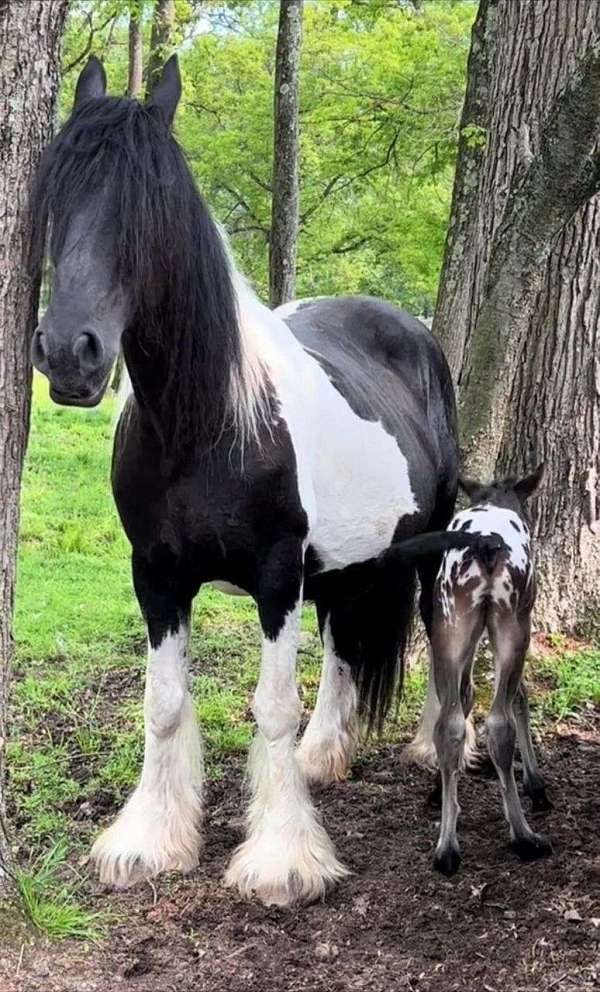 spotted-horse-stallion