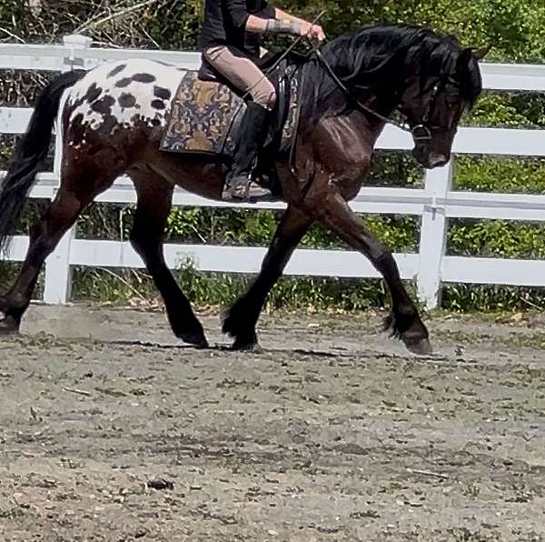 leopard-horse-stallion