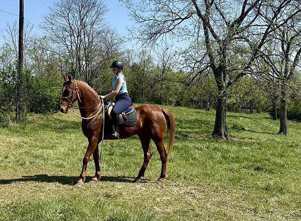 breeding-trained-gelding