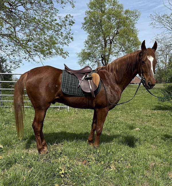 saddlebred-gelding
