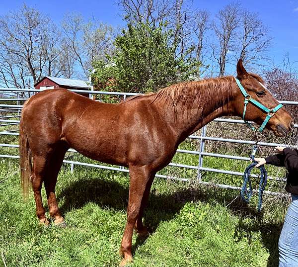 saddlebred-horse-for-sale