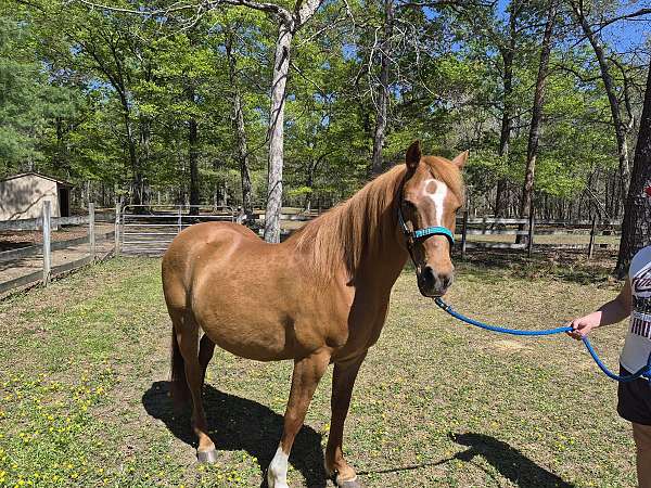 arabian-gelding