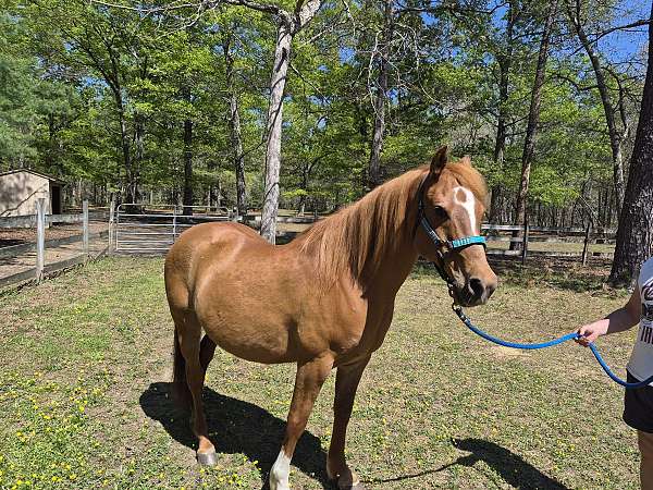 arabian-horse-for-sale