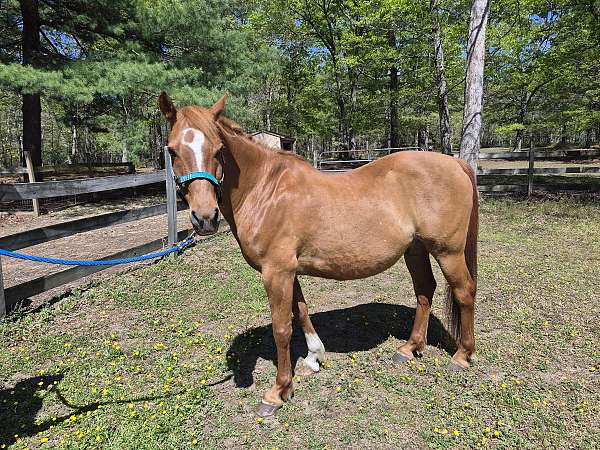 arabian-horse