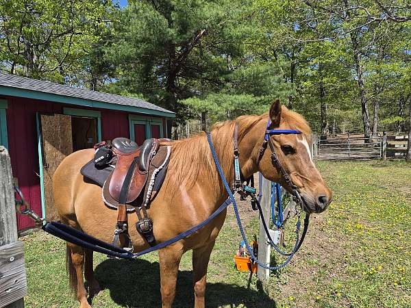 gelding