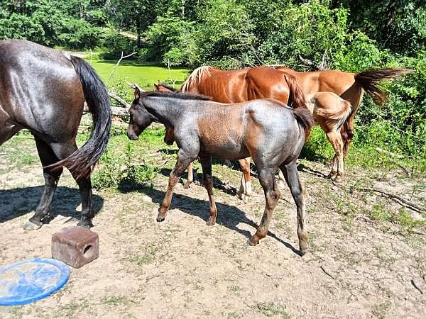 blue-roan-none-horse