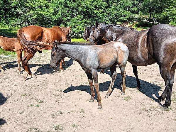 plenty-try-filly