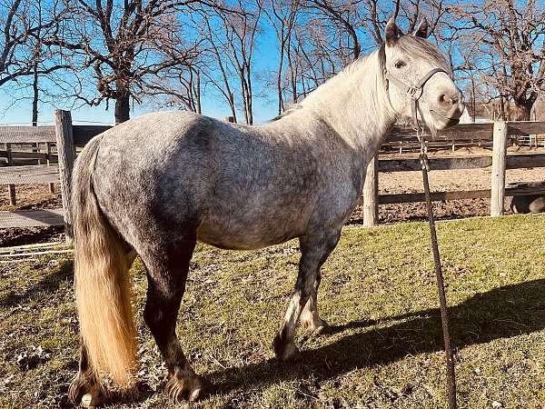 pack-project-pony