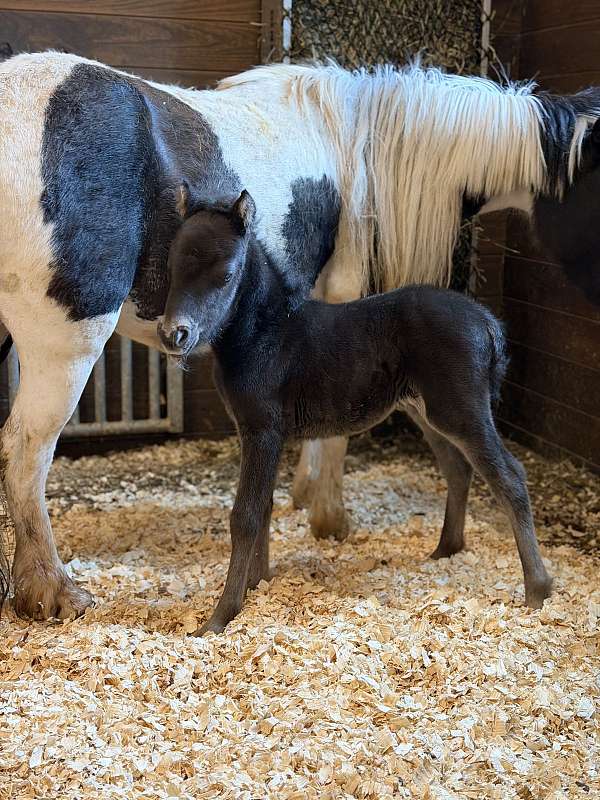smokey-black-amhr-filly