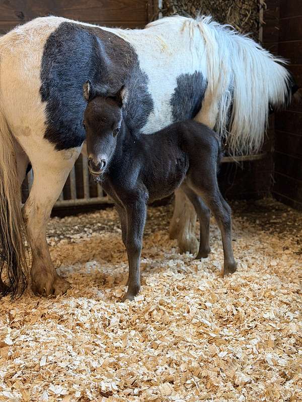 smokey-black-amhr-pony