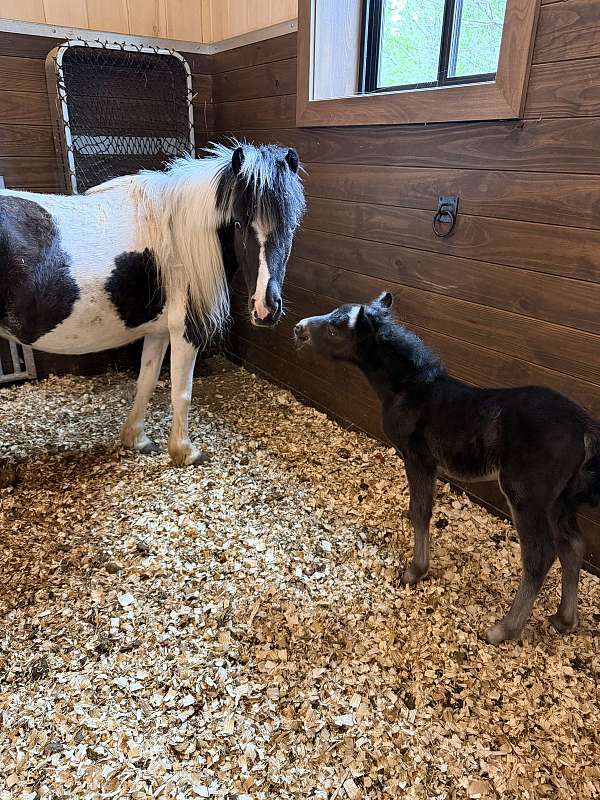 6-hand-smokey-black-pony