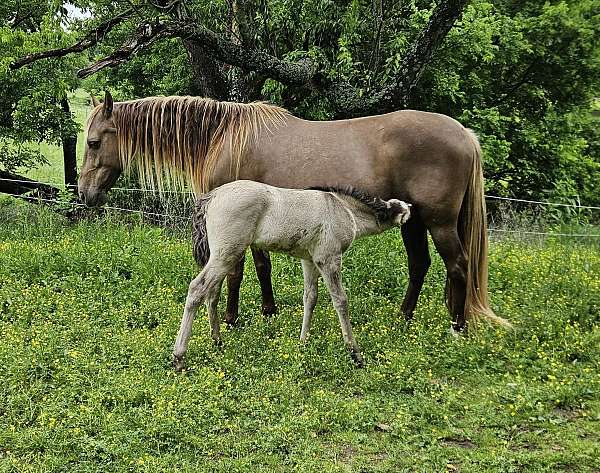 grulla-blaze-horse