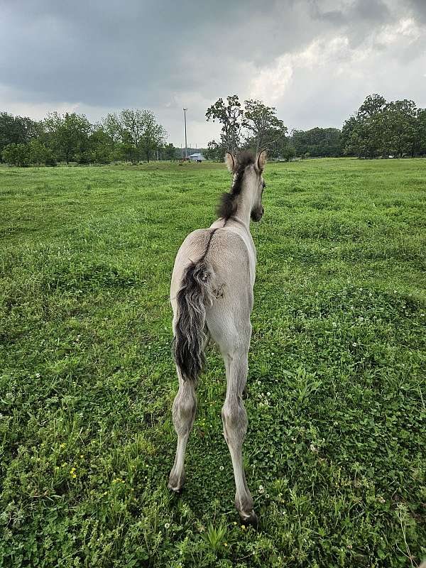 grulla-tennessee-walking-colt
