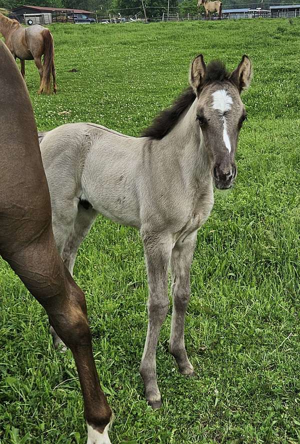blaze-horse