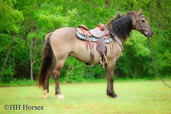 grulla-andalusian-for-sale
