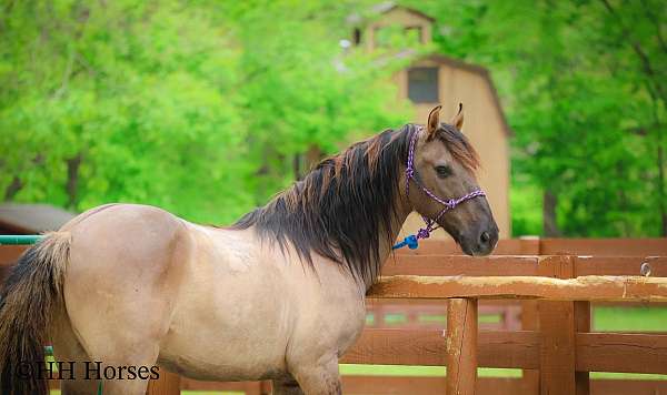all-around-andalusian-horse