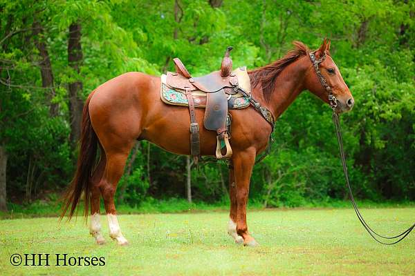 all-around-quarter-horse